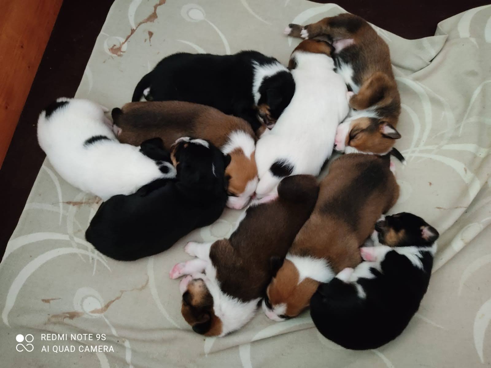 Pinscher L Wurf 2021