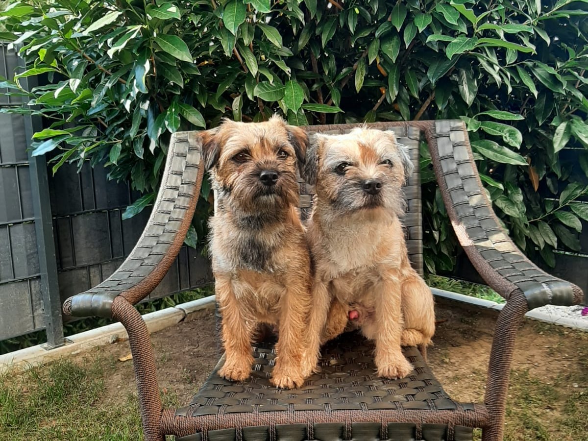 Unsere Border Terrier &ndash; ein Blick zur&uuml;ck 🐾