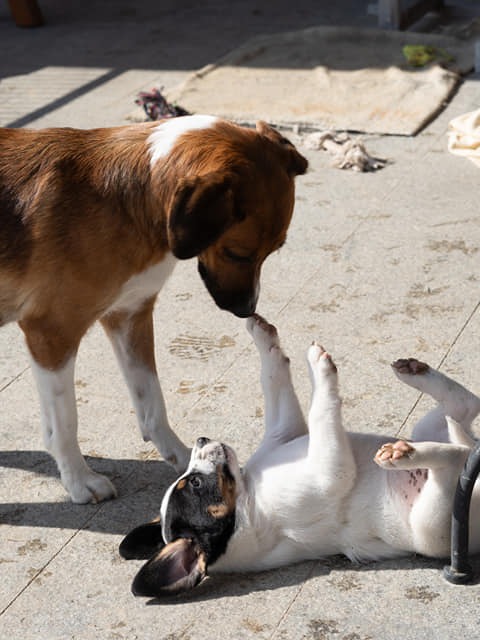 Ein Zuhause voller Tiere & Natur
