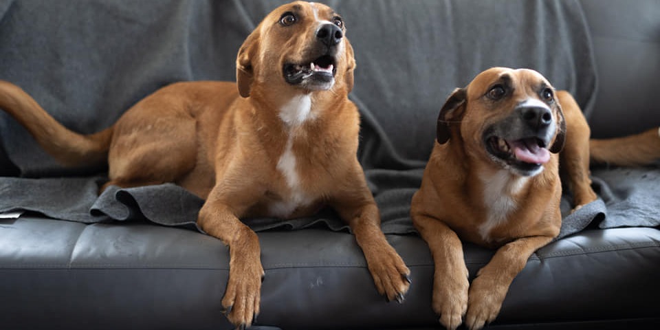 Ein Zuhause voller Tiere & Natur