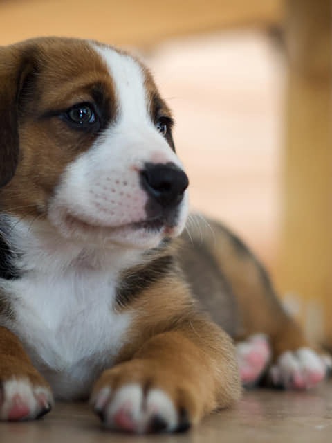 Ein Zuhause voller Tiere & Natur