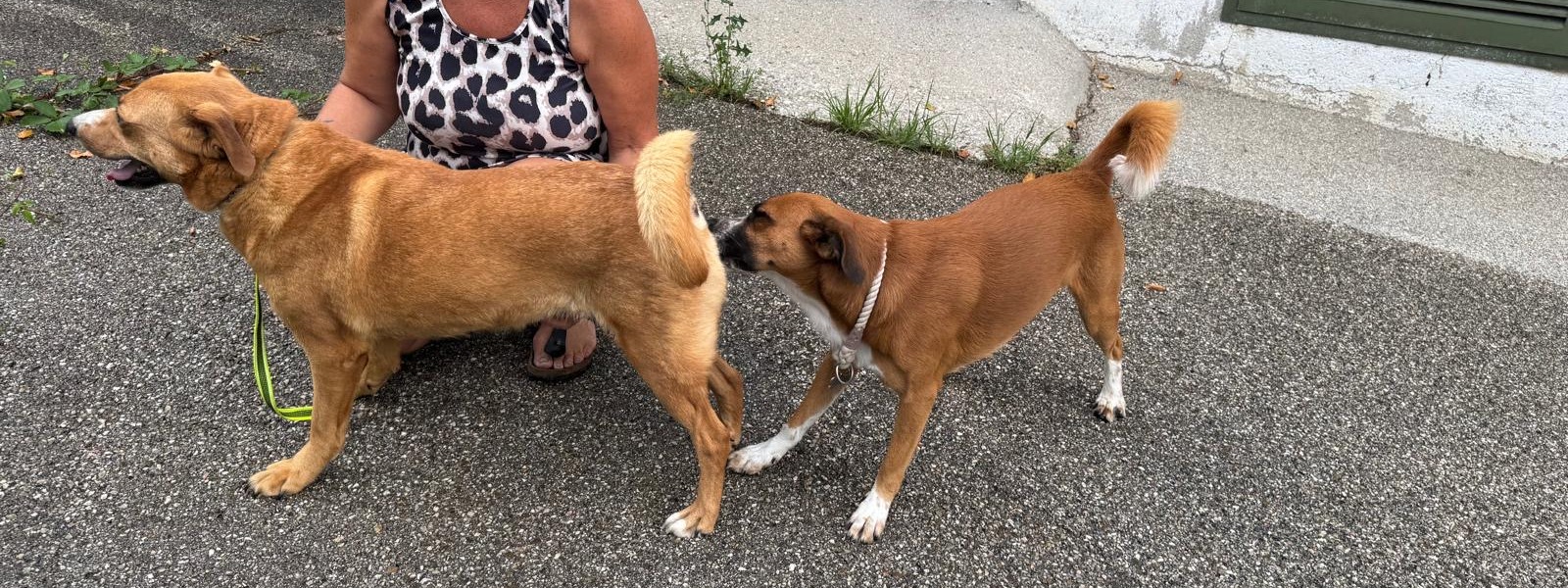 Österreichische Pinscher