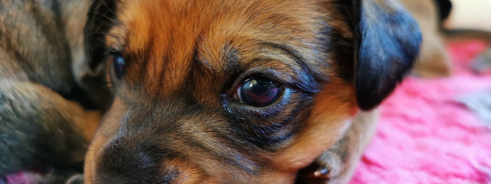 Border Terrier